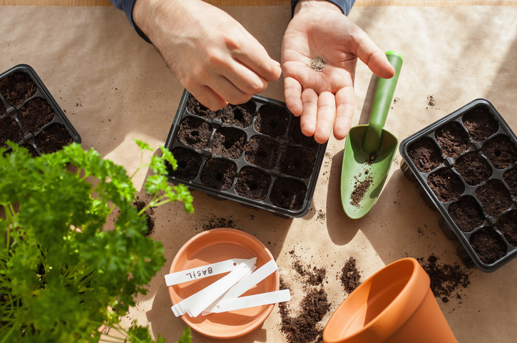 Overhead view of two hands holding seeds at table with seed trays