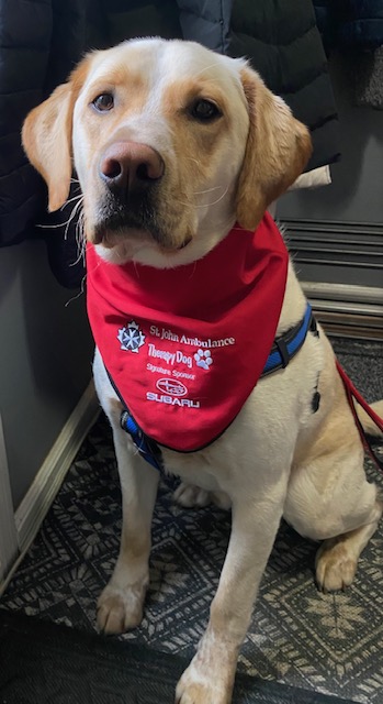 A photo of Forrest, the golden lab who will be the therapy dog for this program.